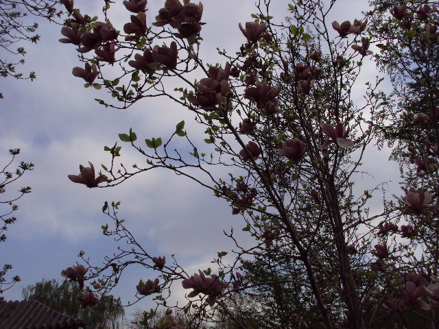 DSC01933.JPG