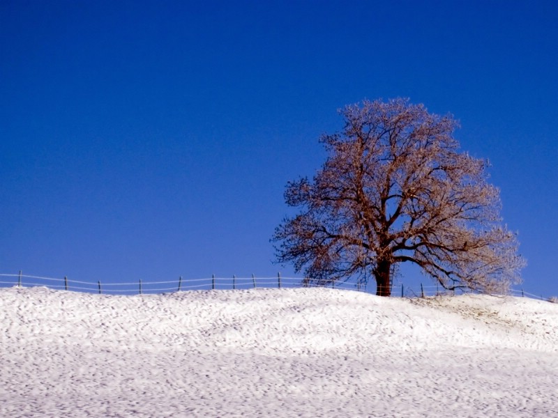 nature_winter_dreams_13736_1.jpg