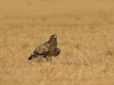 c19.gif