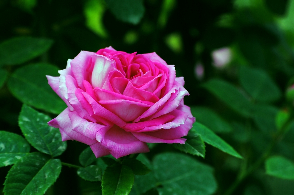 复兴月季花.jpg