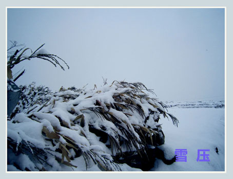 雪压.jpg