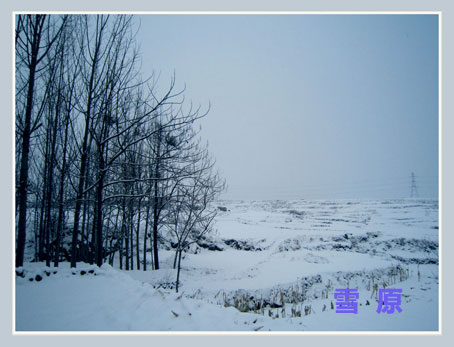雪原.jpg