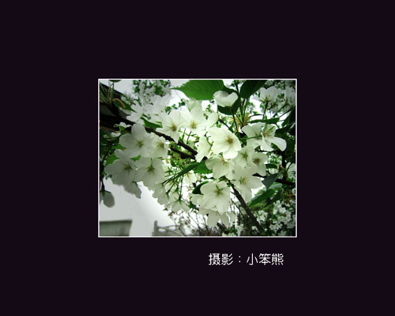 梨花（光照）.jpg