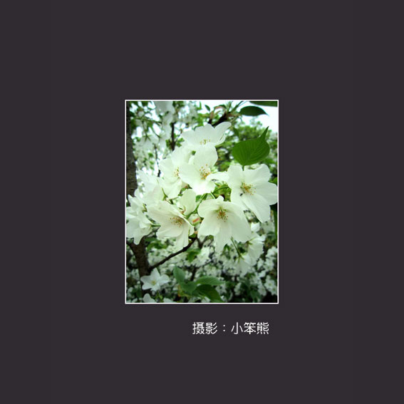 梨花（旋转）.jpg