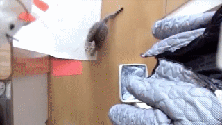 05.gif