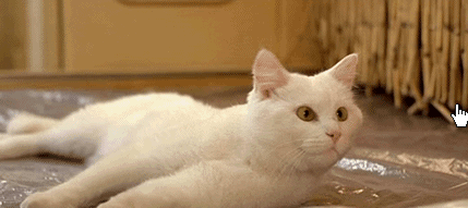 06.gif