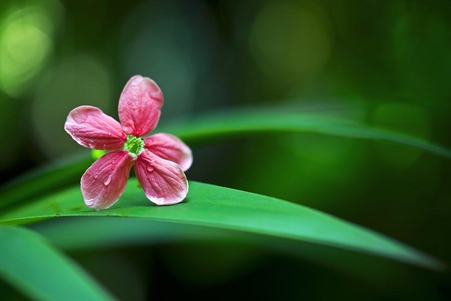 花季，无心.jpg