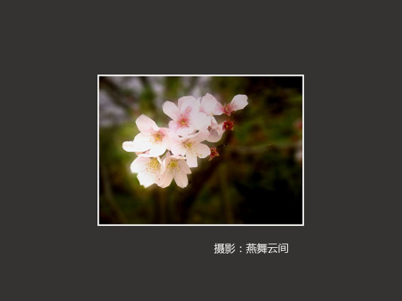 燕子樱花（模糊 光照）_jpg_t.jpg