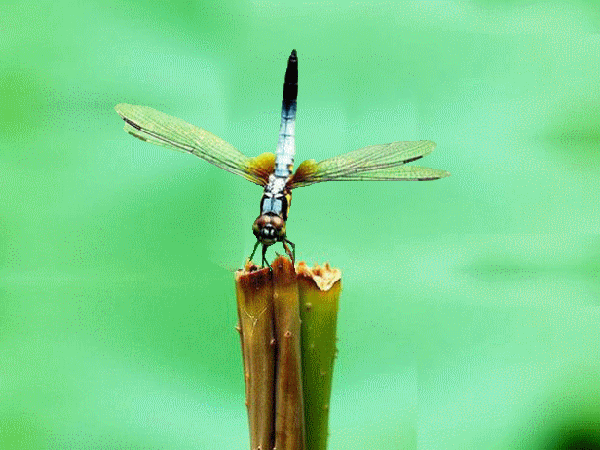 b09.gif