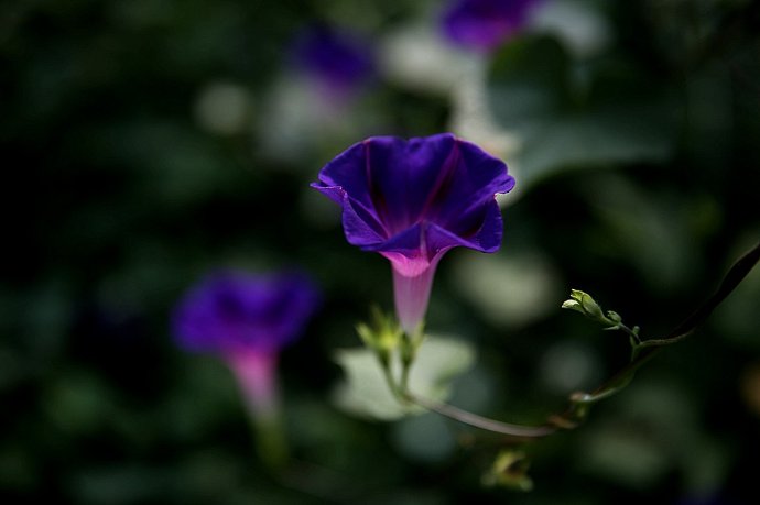 牵牛花.jpg