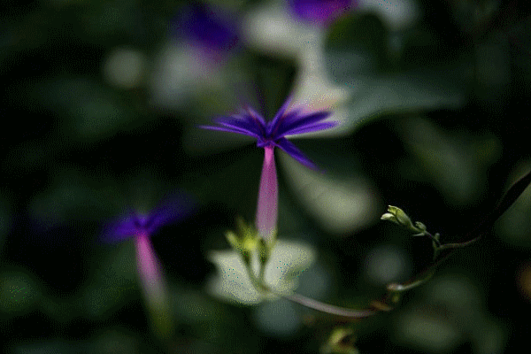 d05.gif