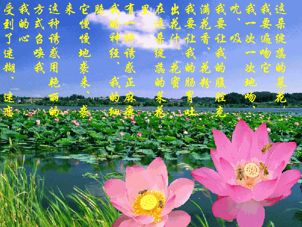 荷花-蜜蜂！.gif