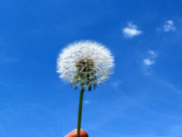 蒲公英.gif