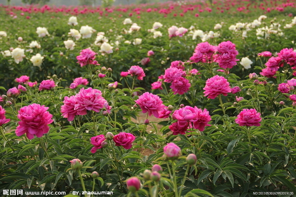 芍药.jpg