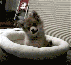 00狗.gif