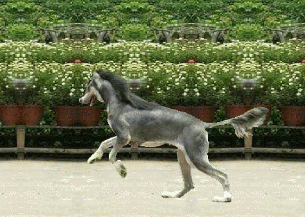 d06.gif