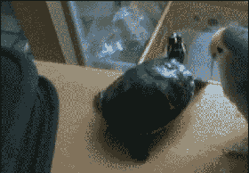 01.gif
