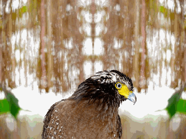 d21.gif
