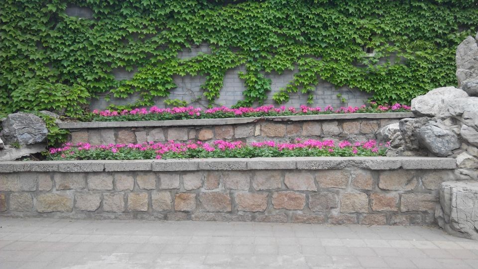 QQ图片20140601181232粉花.jpg