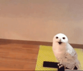 01.gif