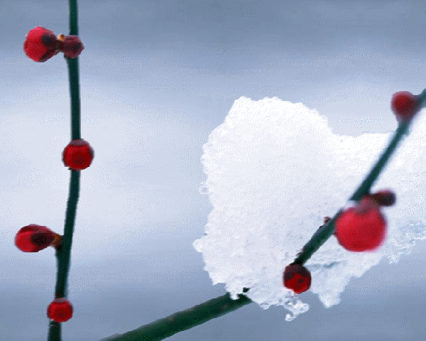 梅花雪.gif