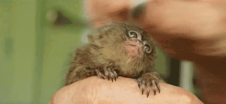 c03.gif