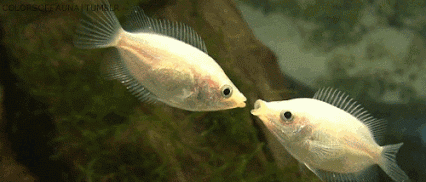 c02.gif