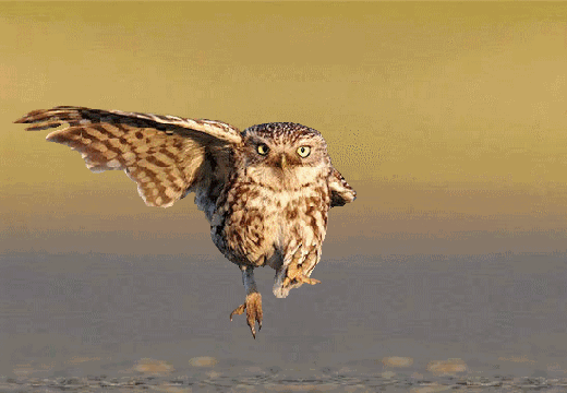 c09.gif
