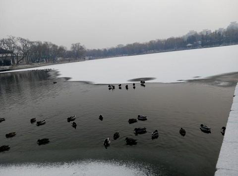 QQ图片20150129102617雪3.JPG