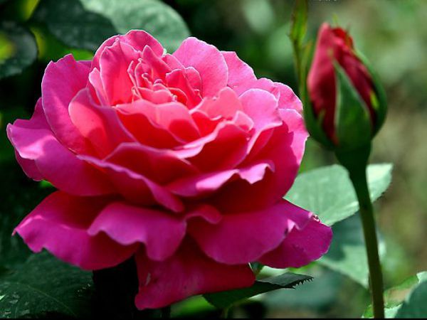 7.玫瑰花.jpg