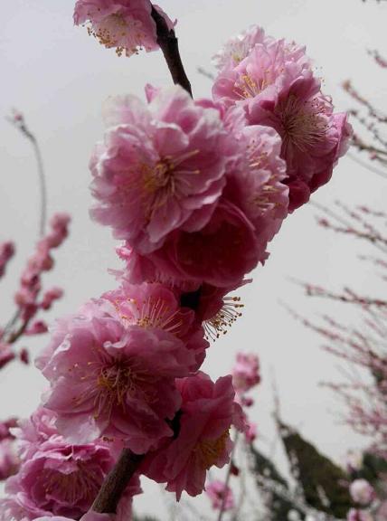 QQ图片20150405091008桃花.JPG