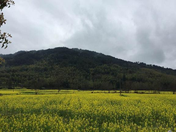 QQ图片20150413191742晚春2.JPG