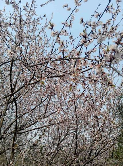 QQ图片20150413191800晚春5.JPG
