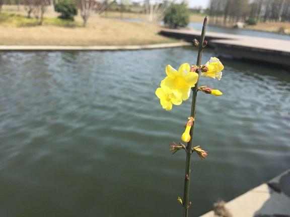 QQ图片20150413191809晚春6.JPG