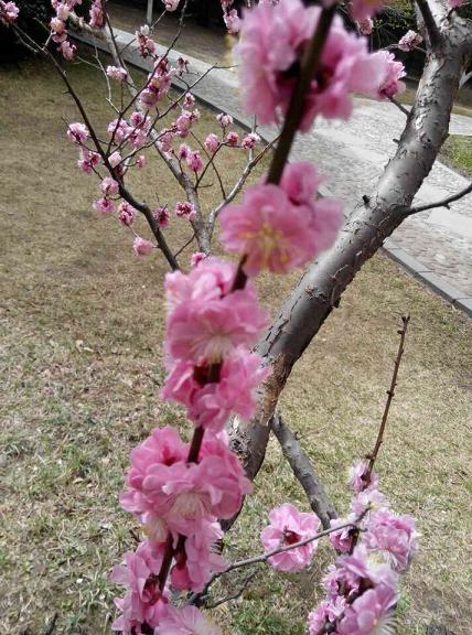 QQ图片20150413191816晚春4.JPG