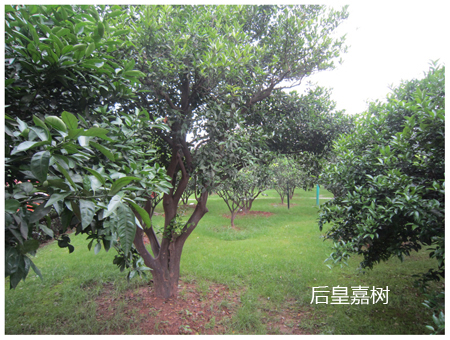 洲头橘子林.jpg