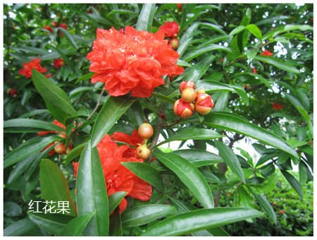 红果花.jpg