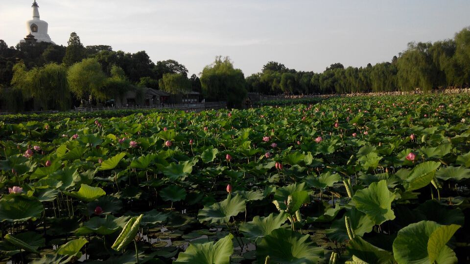 QQ图片20150626103349.jpg