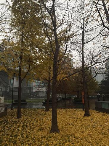 QQ图片20151120142610明黄叶.JPG