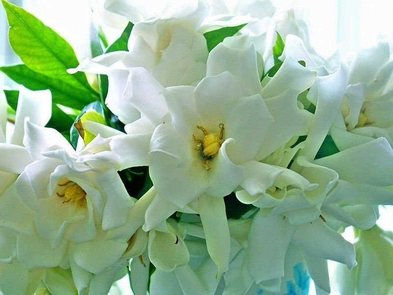 栀子花.jpg