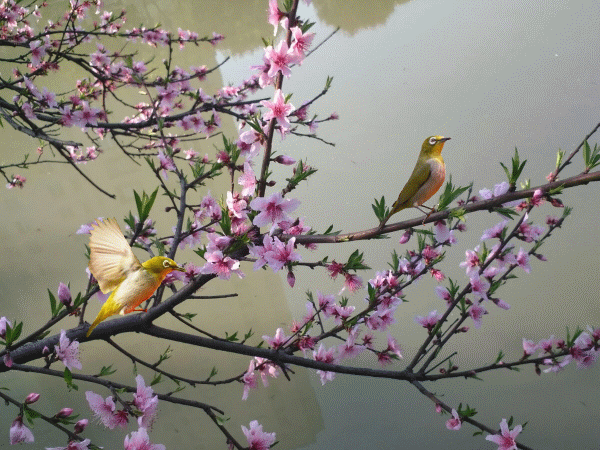 花香鸟语01.gif