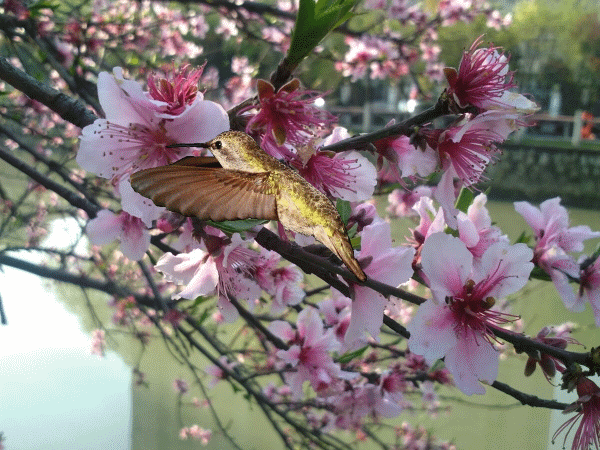 花香鸟语02.gif