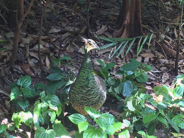 丛间鸡~.gif