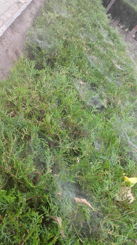 IMG_20160710_091836.jpg