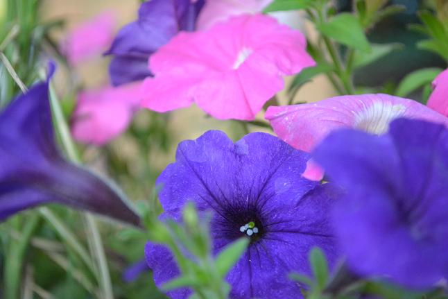 DSC_0211喇叭花.JPG