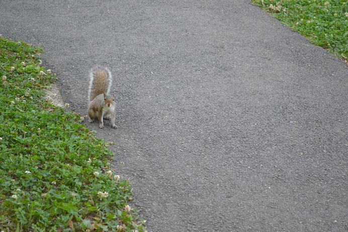 DSC_0243松鼠8.JPG