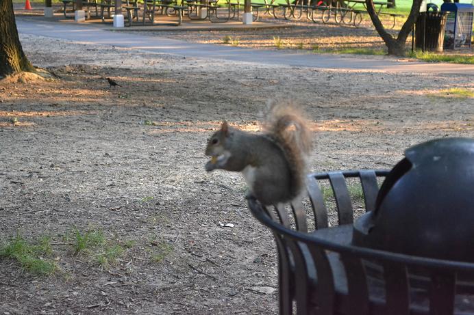 DSC_0265松鼠21.JPG