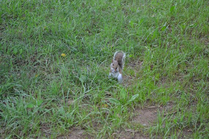 DSC_0531松鼠27.JPG