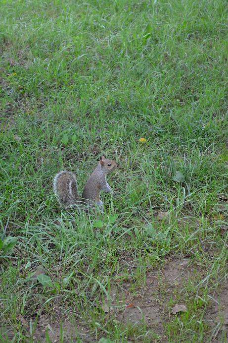 DSC_0532松鼠28.JPG