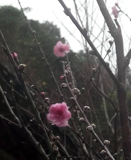 QQ图片20170203125928燕4.JPG